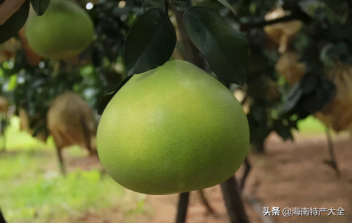 海南(nan)熱帶水果全介紹（第2篇）